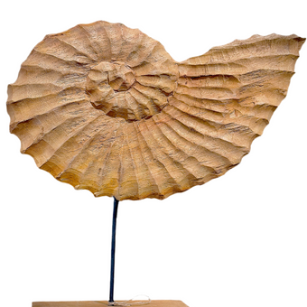 Nautilus Shell on Stand