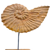 Nautilus Shell on Stand