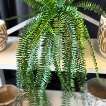Potted Boston Fern 68cm