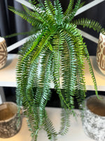 Potted Boston Fern 68cm