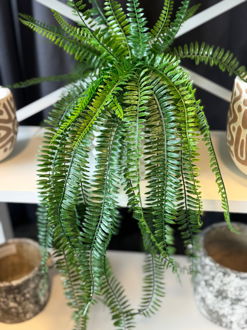 Potted Boston Fern 68cm
