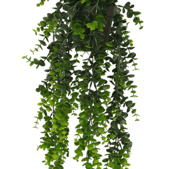 66cm Potted Hanging Eucalpytus Green