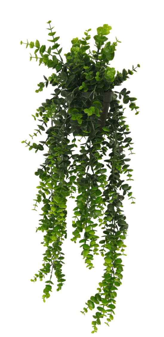 66cm Potted Hanging Eucalpytus Green