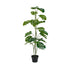 Monstera Potted w/Pole 1.2m