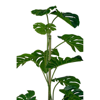 Monstera Potted w/Pole 1.2m