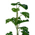 Monstera Potted w/Pole 1.2m