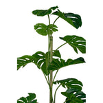 Monstera Potted w/Pole 1.2m