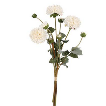 Pompon Dahlia Budle x3 Cream
