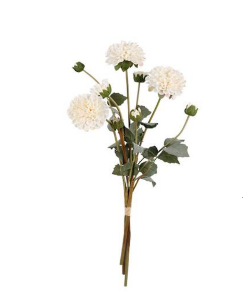 Pompon Dahlia Budle x3 Cream