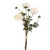 Pompon Dahlia Budle x3 Cream
