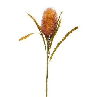 Banksia 58cm Brown Pink