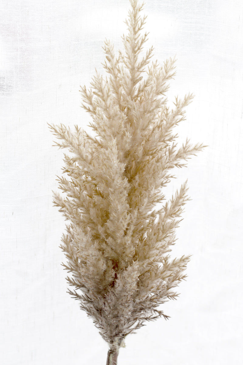 Dried-Look Astilbe Spray 86cm Brown
