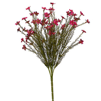 Wax flower Bush 40cm Magenta
