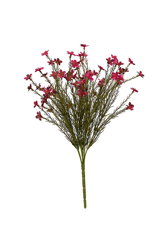 Wax flower Bush 40cm Magenta