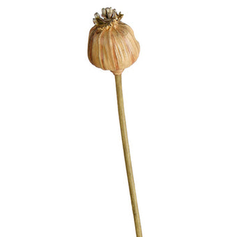 Poppy Seed Stem Dried Look