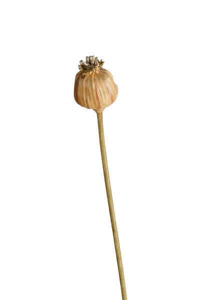 Poppy Seed Stem Dried Look