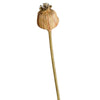 Poppy Seed Stem Dried Look