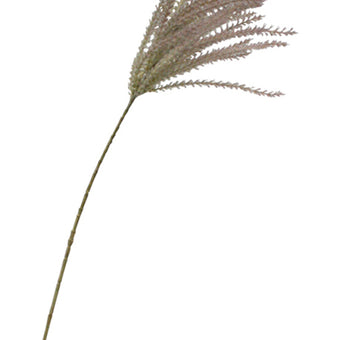 Common Reed Grass 81cm Spray