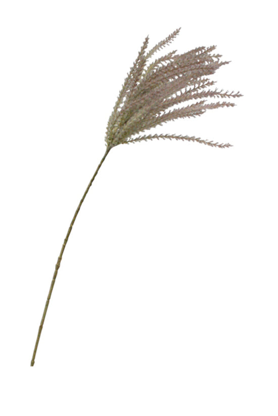 Common Reed Grass 81cm Spray