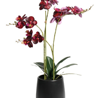 RT DK Red Phalaenopsis w/Ceramic Pot 48cm