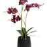 RT DK Red Phalaenopsis w/Ceramic Pot 48cm