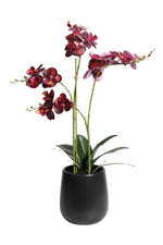 RT DK Red Phalaenopsis w/Ceramic Pot 48cm