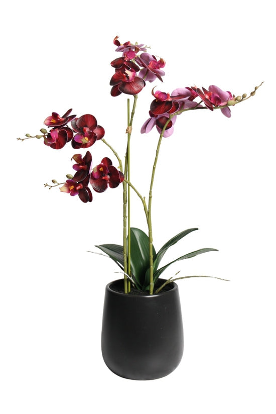 RT DK Red Phalaenopsis w/Ceramic Pot 48cm