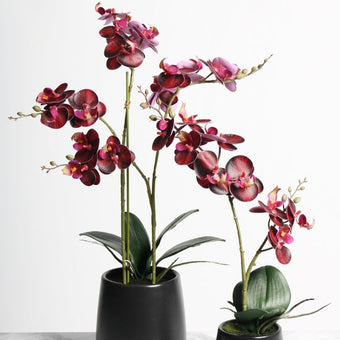 RT DK Red Phalaenopsis w/Ceramic Pot 48cm