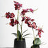 RT DK Red Phalaenopsis w/Ceramic Pot 48cm