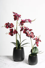RT DK Red Phalaenopsis w/Ceramic Pot 48cm