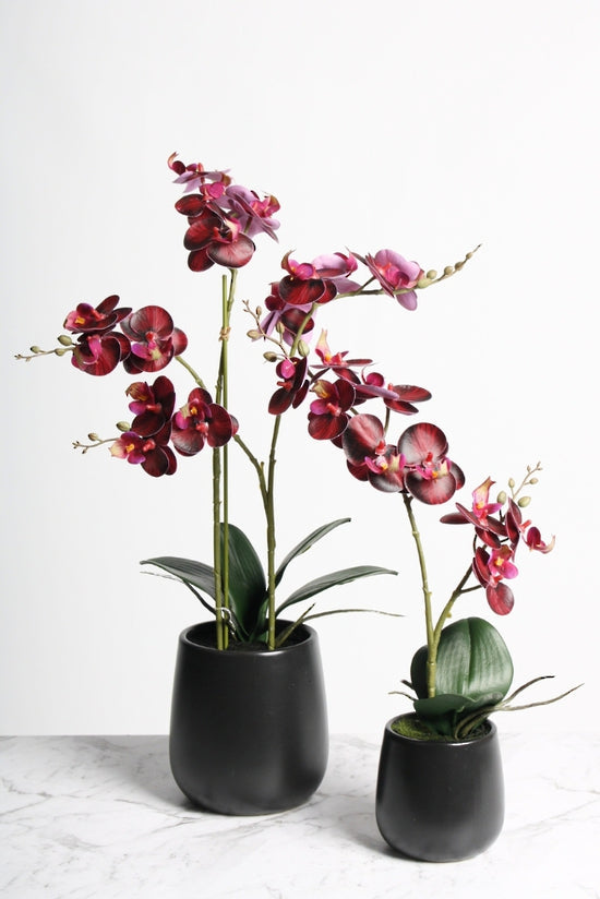 RT DK Red Phalaenopsis w/Ceramic Pot 48cm
