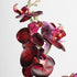 RT DK Red Phalaenopsis w/Ceramic Pot 48cm