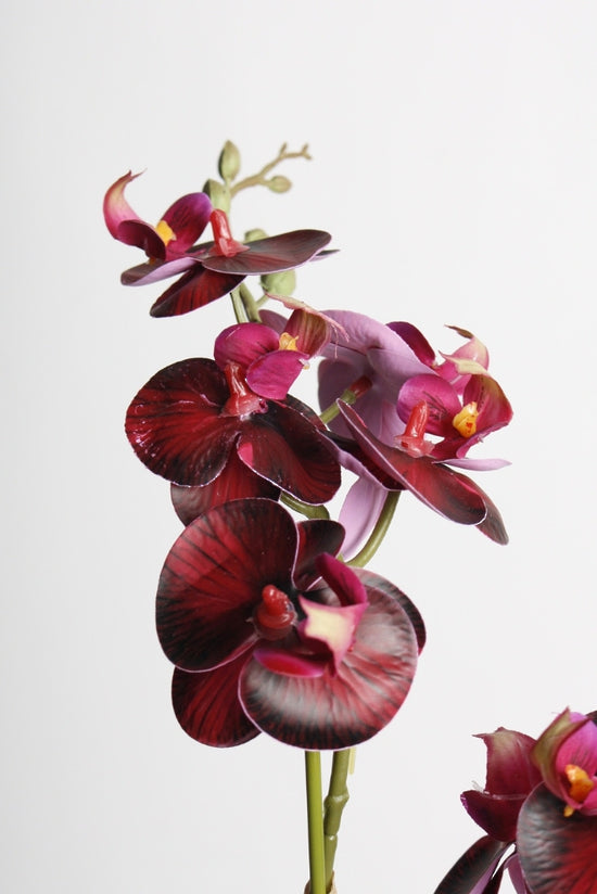 RT DK Red Phalaenopsis w/Ceramic Pot 48cm