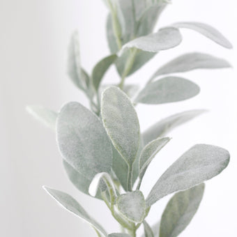 Lambs Ear Long Stem 71cm