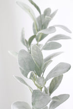 Lambs Ear Long Stem 71cm