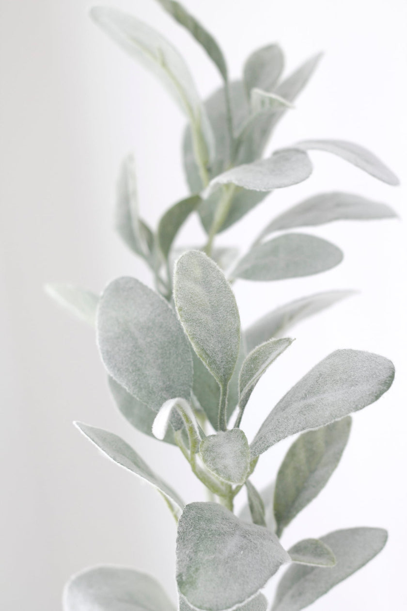 Lambs Ear Long Stem 71cm