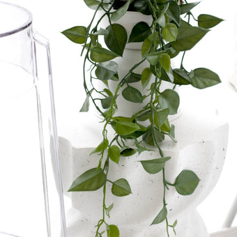 Jade Satin Scindapsus potted Hanging