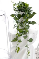 Jade Satin Scindapsus potted Hanging