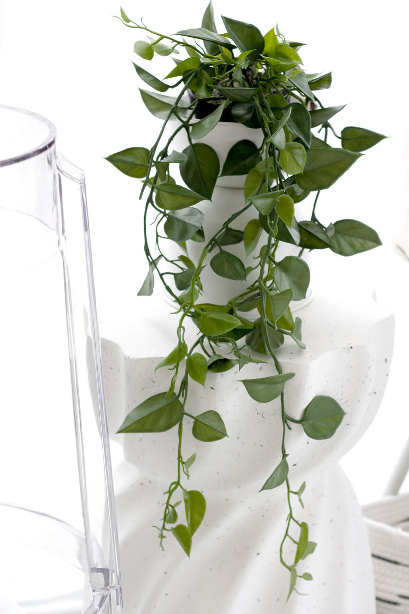 Jade Satin Scindapsus potted Hanging