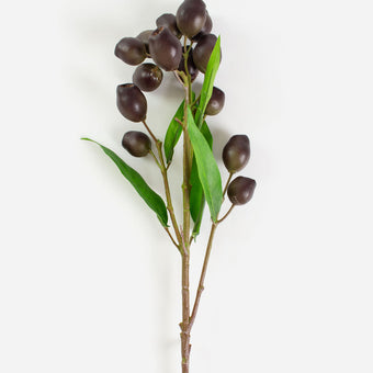 EucalyptusPod Brown w/Green Leaves