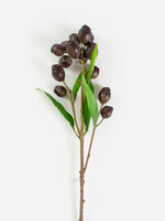 EucalyptusPod Brown w/Green Leaves