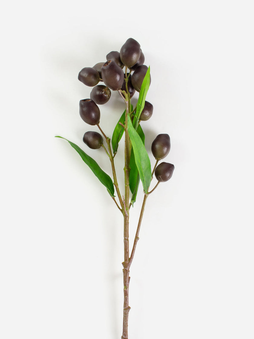 EucalyptusPod Brown w/Green Leaves