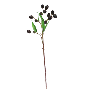 EucalyptusPod Brown w/Green Leaves
