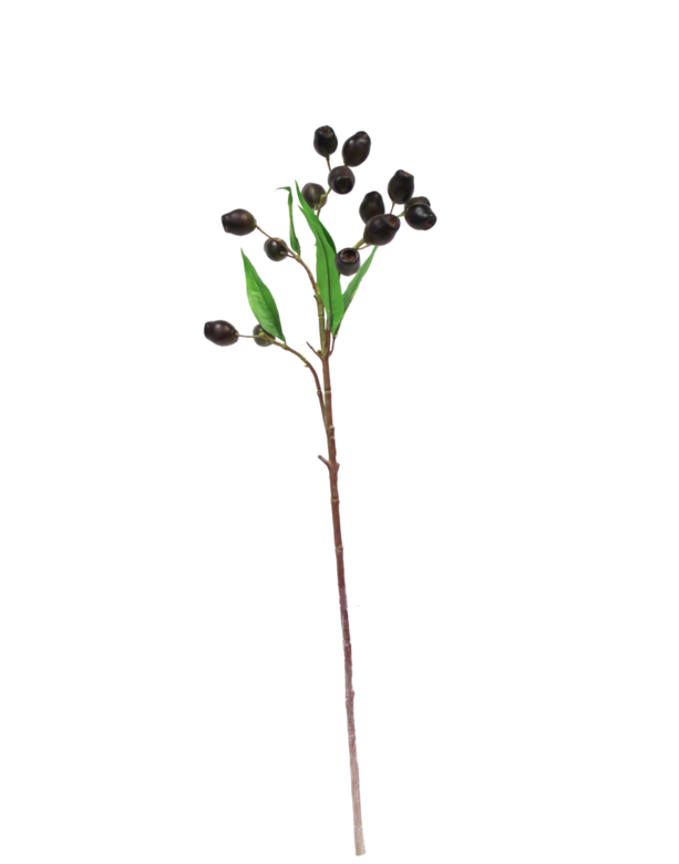 EucalyptusPod Brown w/Green Leaves