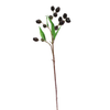 EucalyptusPod Brown w/Green Leaves