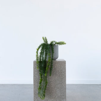 Potted Coarse Tassel Fern 71cm Hanging