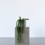 Potted Coarse Tassel Fern 71cm Hanging