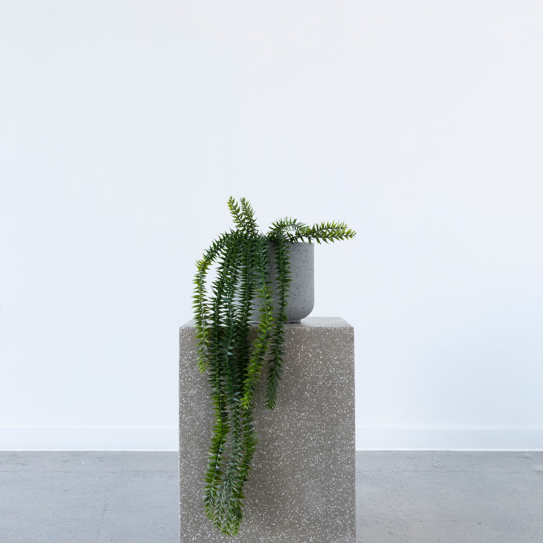 Potted Coarse Tassel Fern 71cm Hanging
