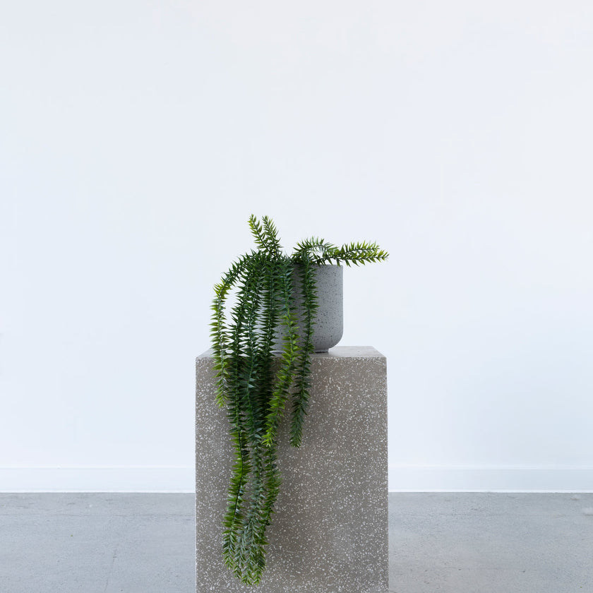 Potted Coarse Tassel Fern 71cm Hanging