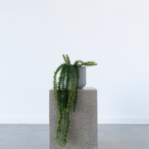 Potted Coarse Tassel Fern 71cm Hanging
